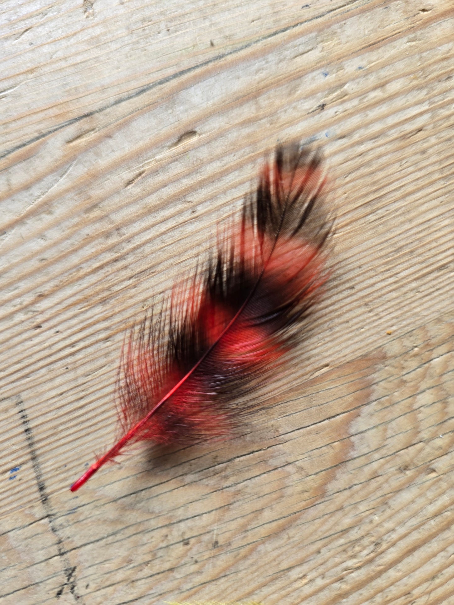 Håndfargete fjær fra Norske Høns og Kalkuner. Store og små fjær, Fargemiks. 300 fjær i pakken. Faret med jaquard syrefarger. Bildet viser fjær av plymuth rock høne.