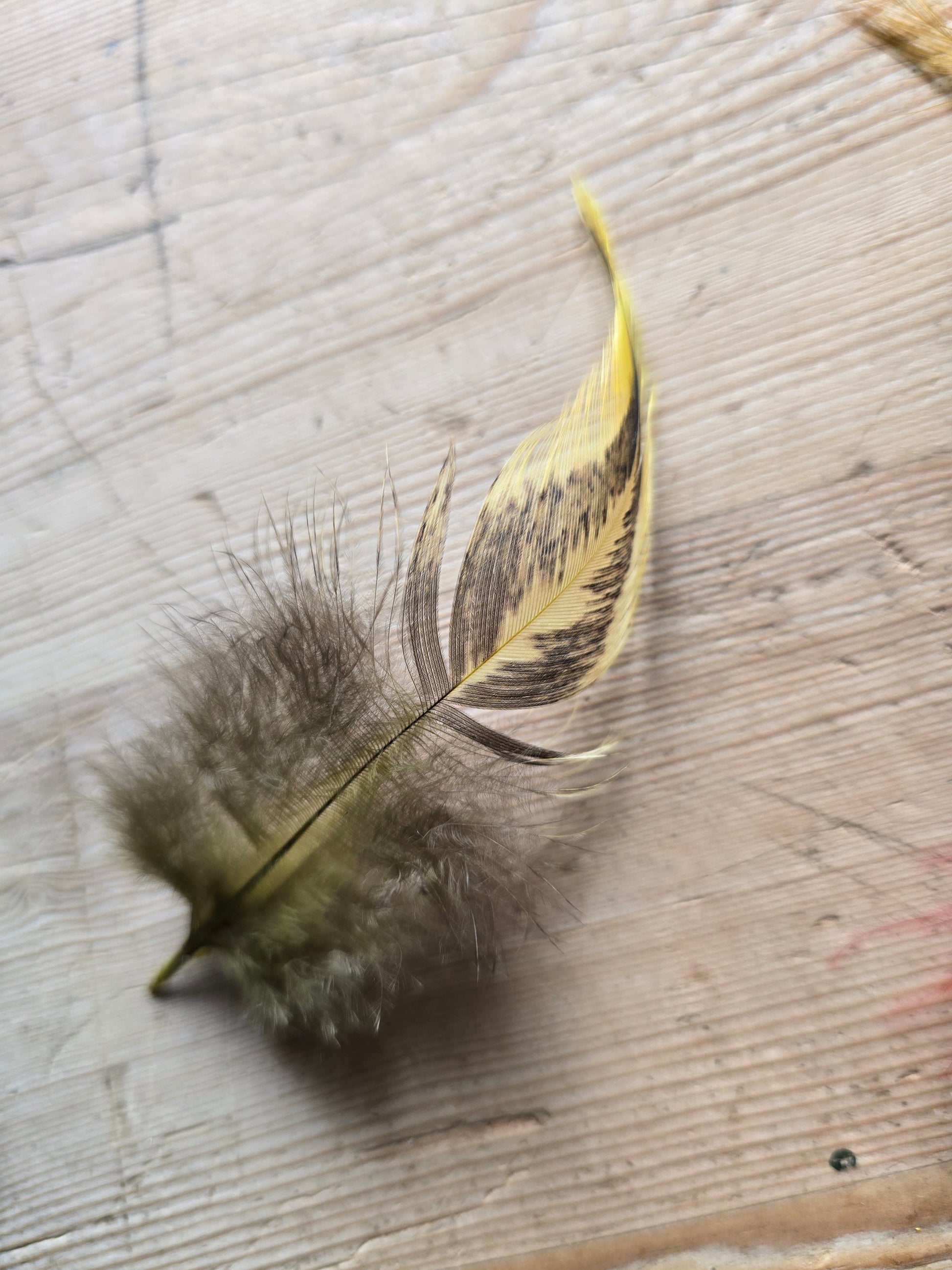 Håndfargete fjær fra Norske Høns og Kalkuner. Store og små fjær, Fargemiks. 300 fjær i pakken. Faret med jaquard syrefarger. Bilde viser fjær av hane.