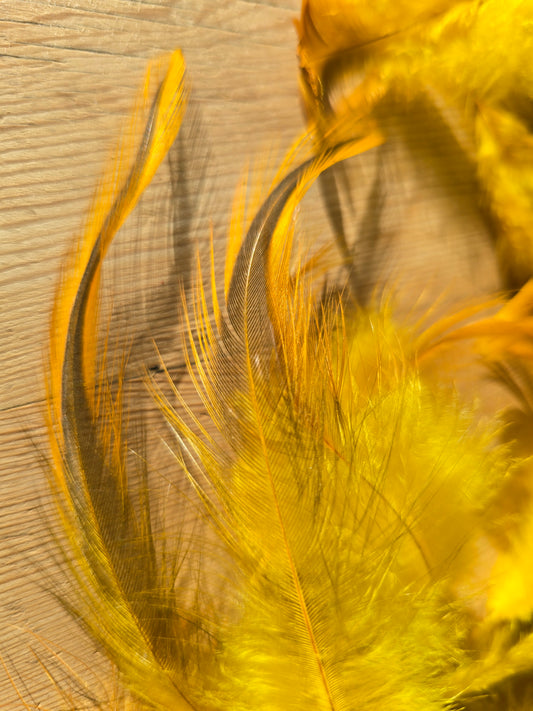 Pakke med håndfargede gule fjær fra høner og kalkuner som har levd gode liv i norge. !00 stk i pakken. Nærbilde av fjær fra sadelhenget på hane.
