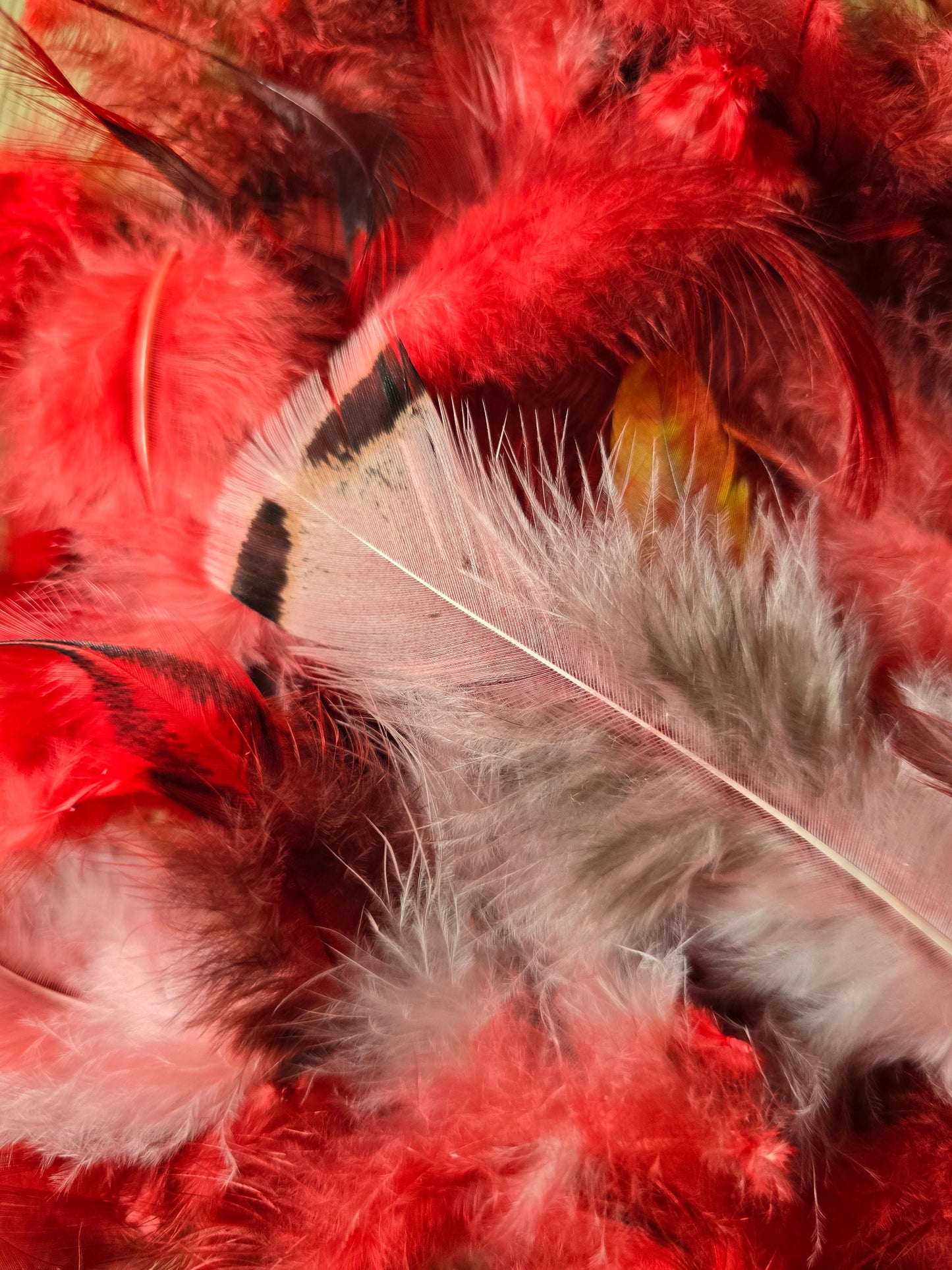Pakke med håndfargede røde og lyserøde fjær fra høner og kalkuner som har levd gode liv i norge. !00 stk i pakken. 