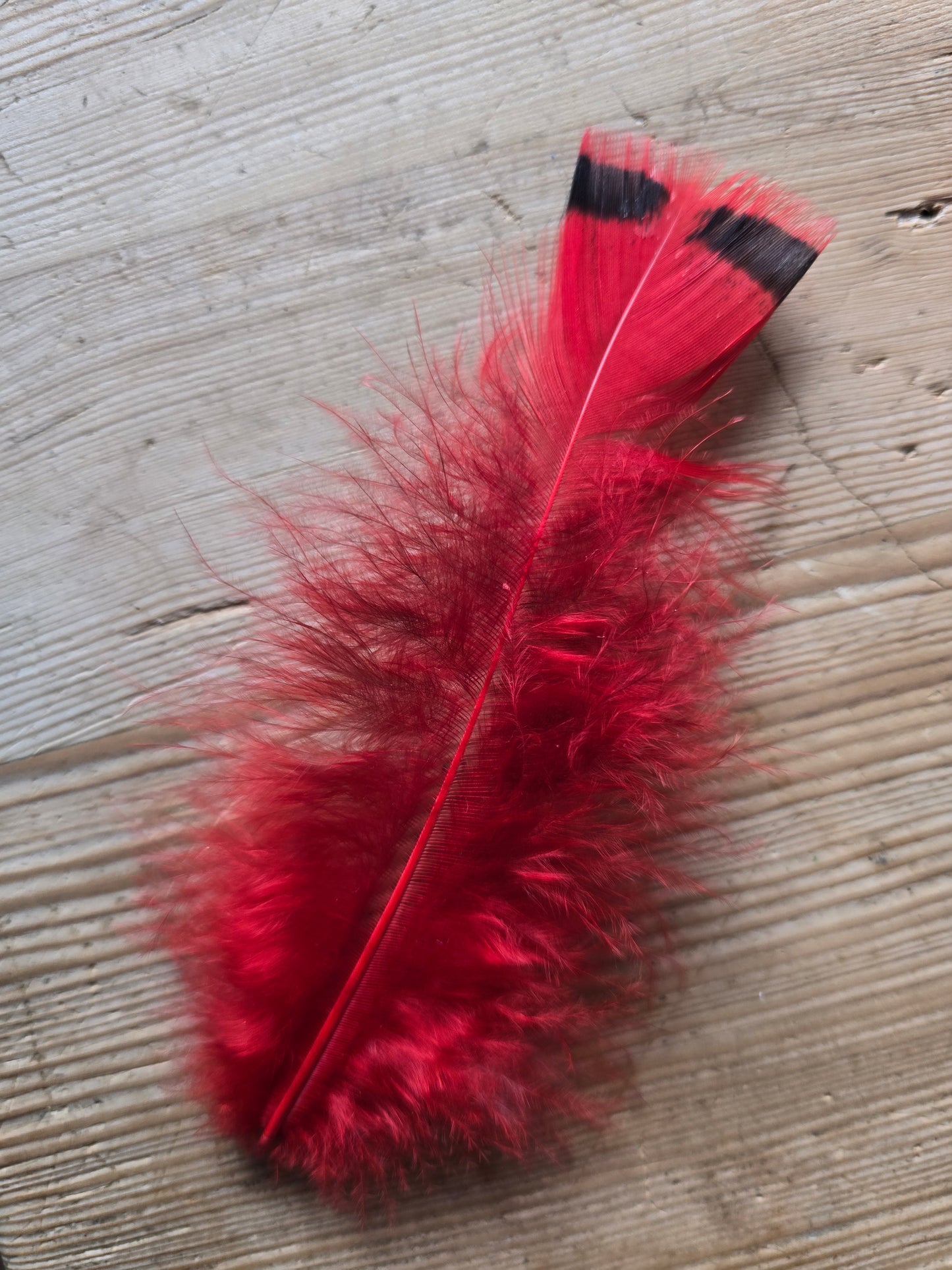 Pakke med håndfargede røde og lyserøde fjær fra høner og kalkuner som har levd gode liv i norge. !00 stk i pakken. Her er bilde av en rødfarget kalkunfjær.