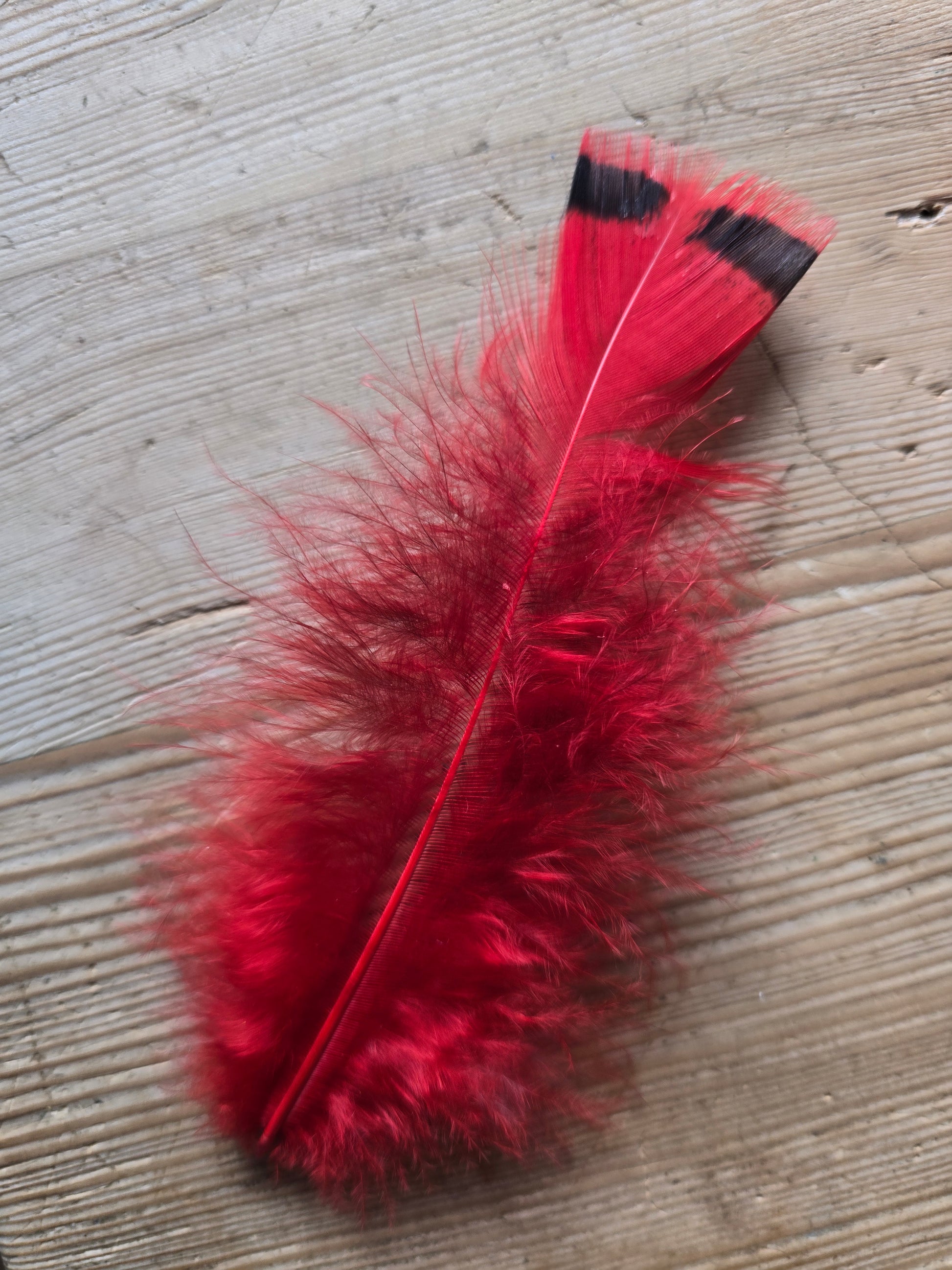 Pakke med håndfargede røde og lyserøde fjær fra høner og kalkuner som har levd gode liv i norge. !00 stk i pakken. Her er bilde av en rødfarget kalkunfjær.