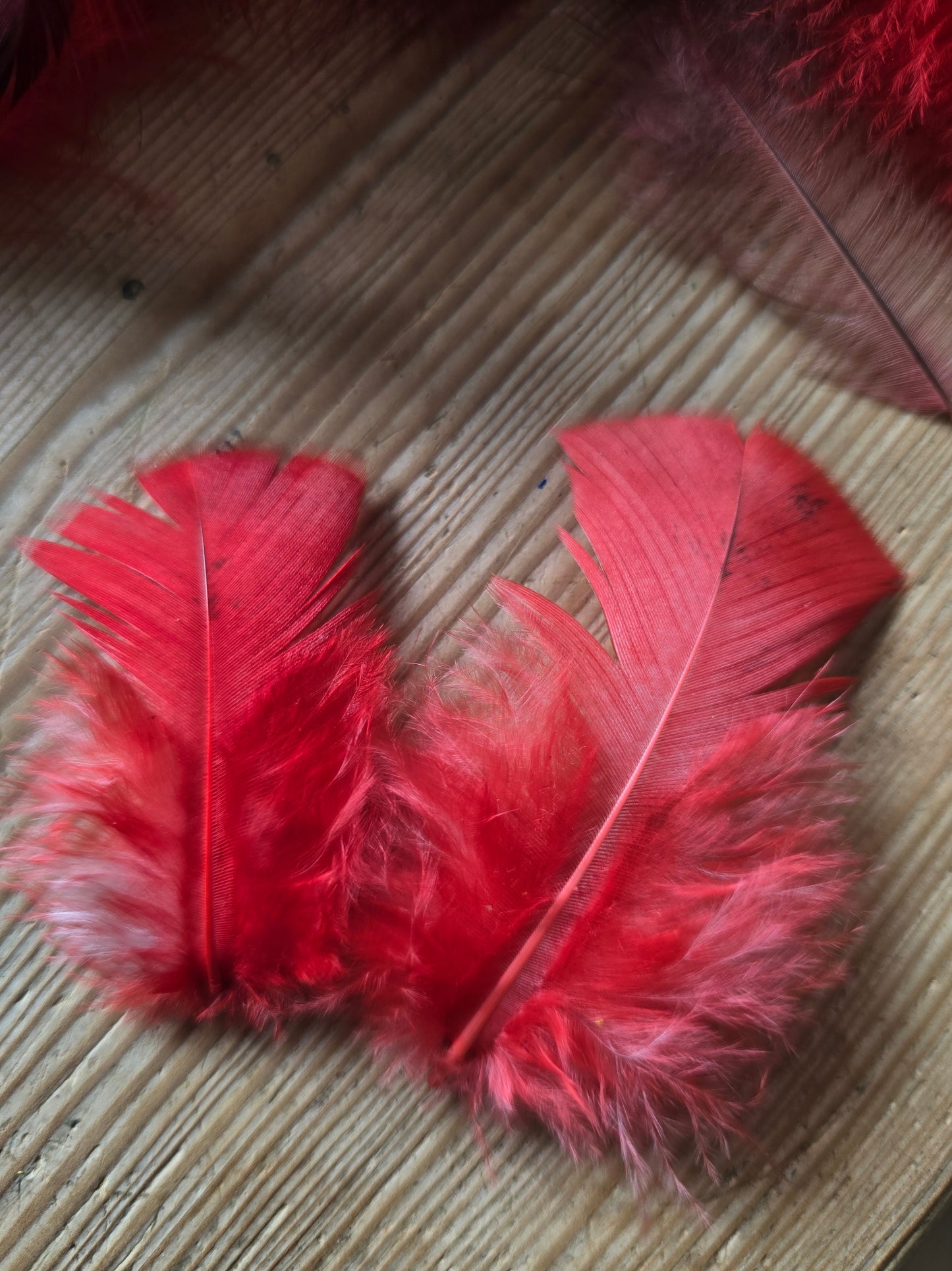 Pakke med håndfargede røde og lyserøde fjær fra høner og kalkuner som har levd gode liv i norge. !00 stk i pakken.  Her er to lyserøde litt brokete fjær.