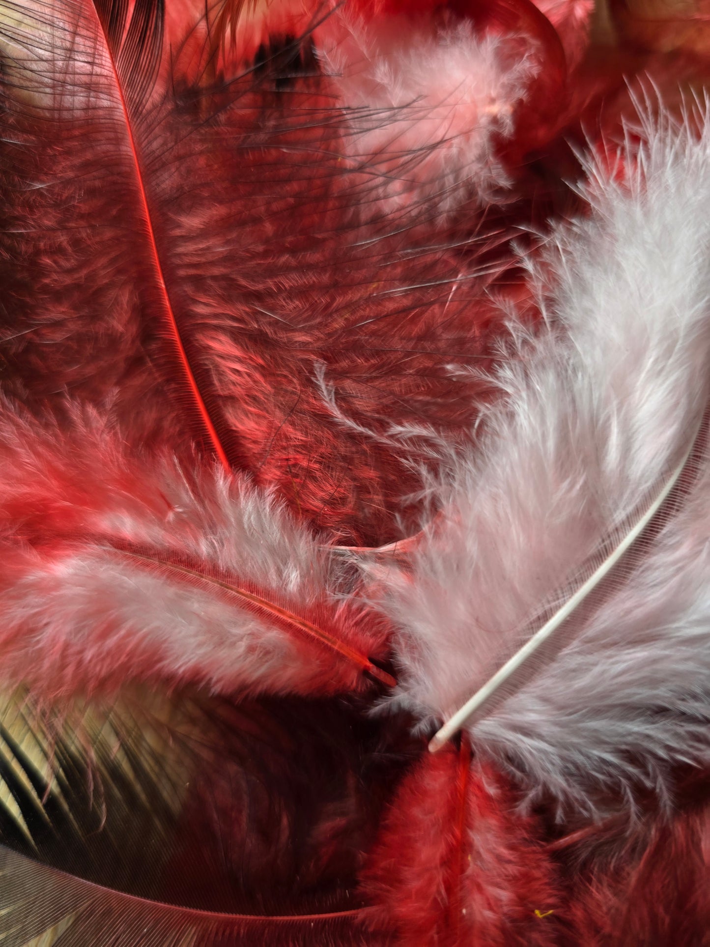 Pakke med håndfargede røde og lyserøde fjær fra høner og kalkuner som har levd gode liv i norge. !00 stk i pakken. 